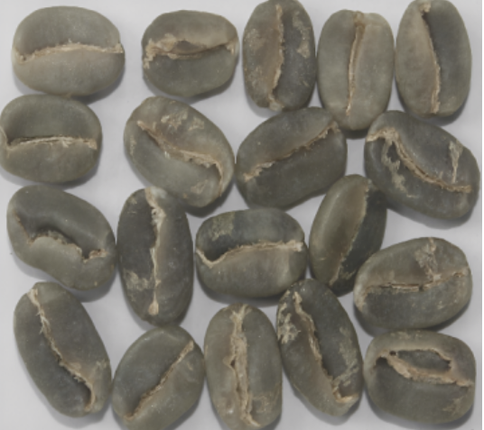 Arabica Plantation B