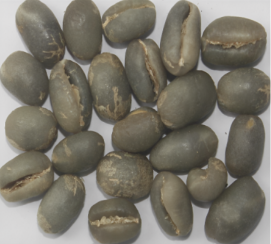 Arabica Plantation PB