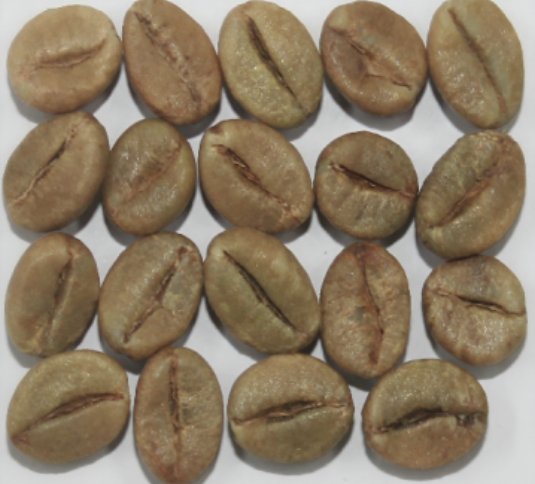 Robusta Cherry A