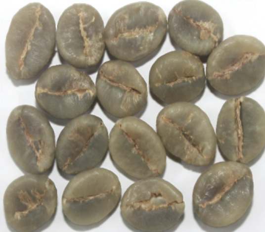 Robusta Parchment AA