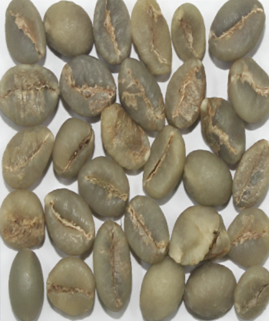 Robusta Parchment C